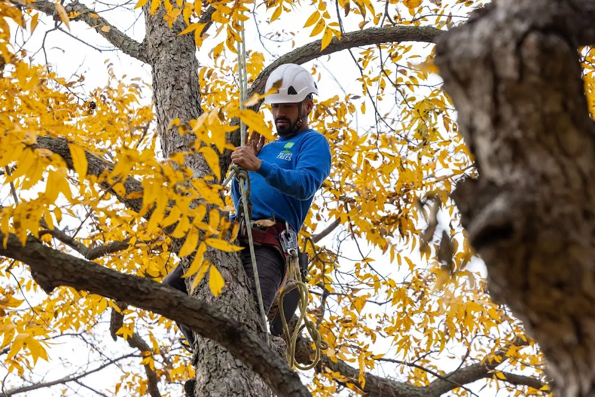 Skilled Tree Transplanting crew working in Shorter